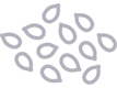 OIL SEEDS